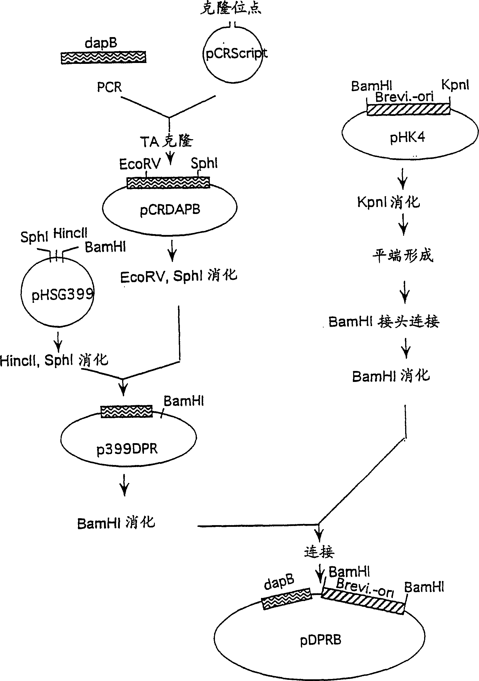 Method for producing l-lysine