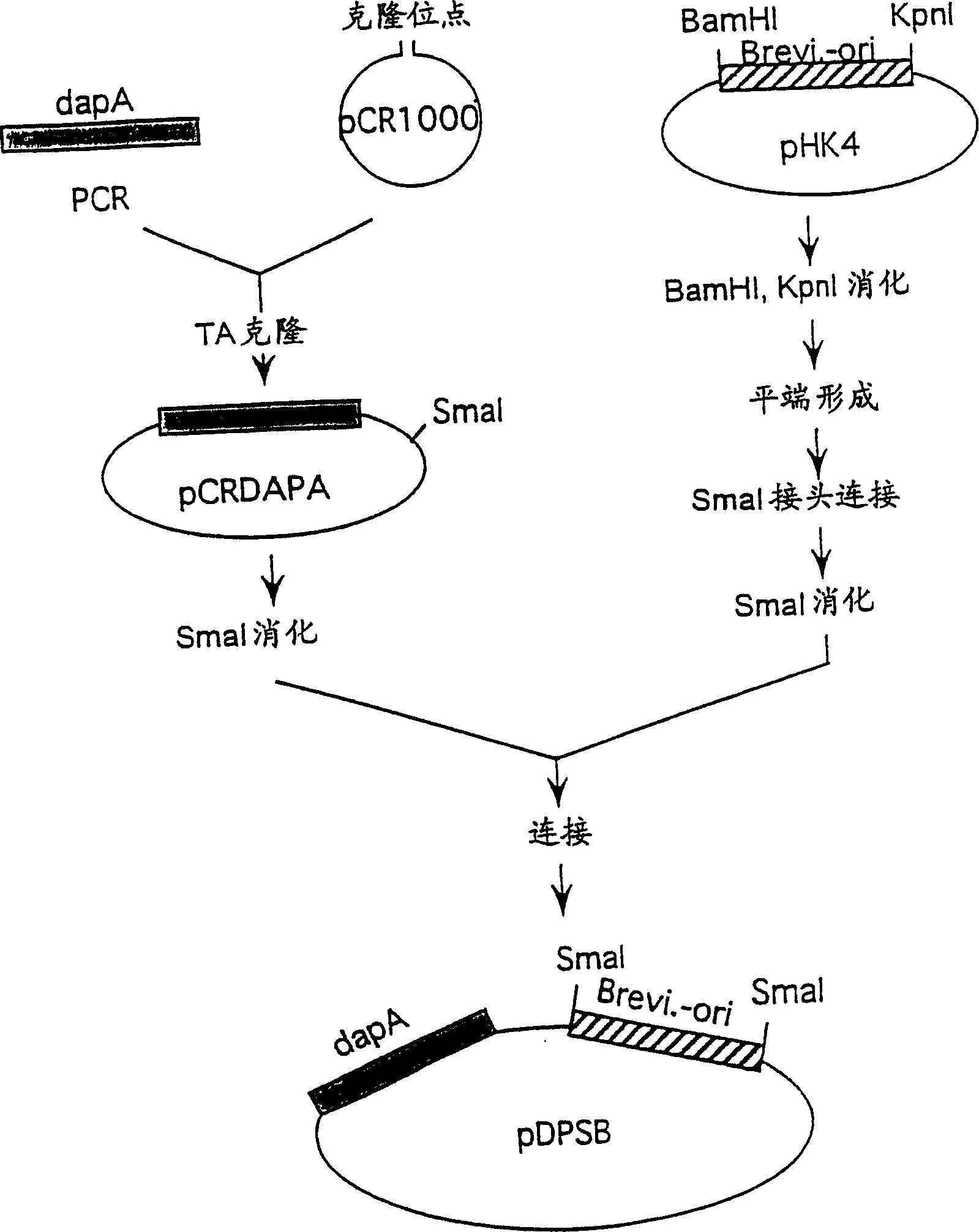 Method for producing l-lysine