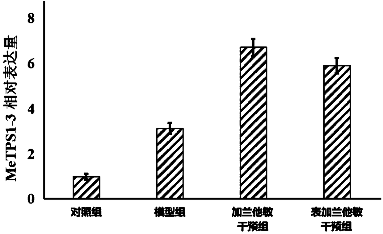 Application of manihot esculenta crantz MeTPS1-3 gene expression activator in preparing fertilizer for enhancing drought resistance of manihot esculenta crantz