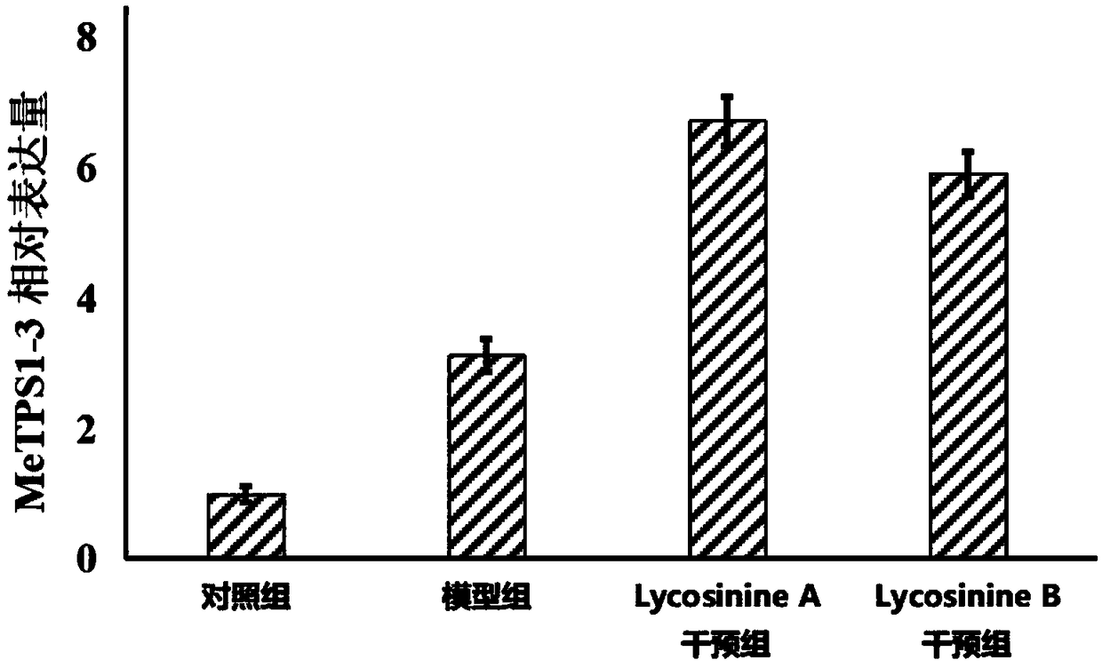 Application of manihot esculenta crantz MeTPS1-3 gene expression activator in preparing fertilizer for enhancing drought resistance of manihot esculenta crantz