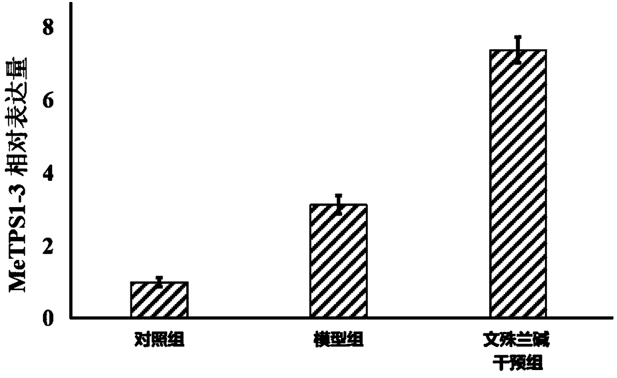 Application of manihot esculenta crantz MeTPS1-3 gene expression activator in preparing fertilizer for enhancing drought resistance of manihot esculenta crantz