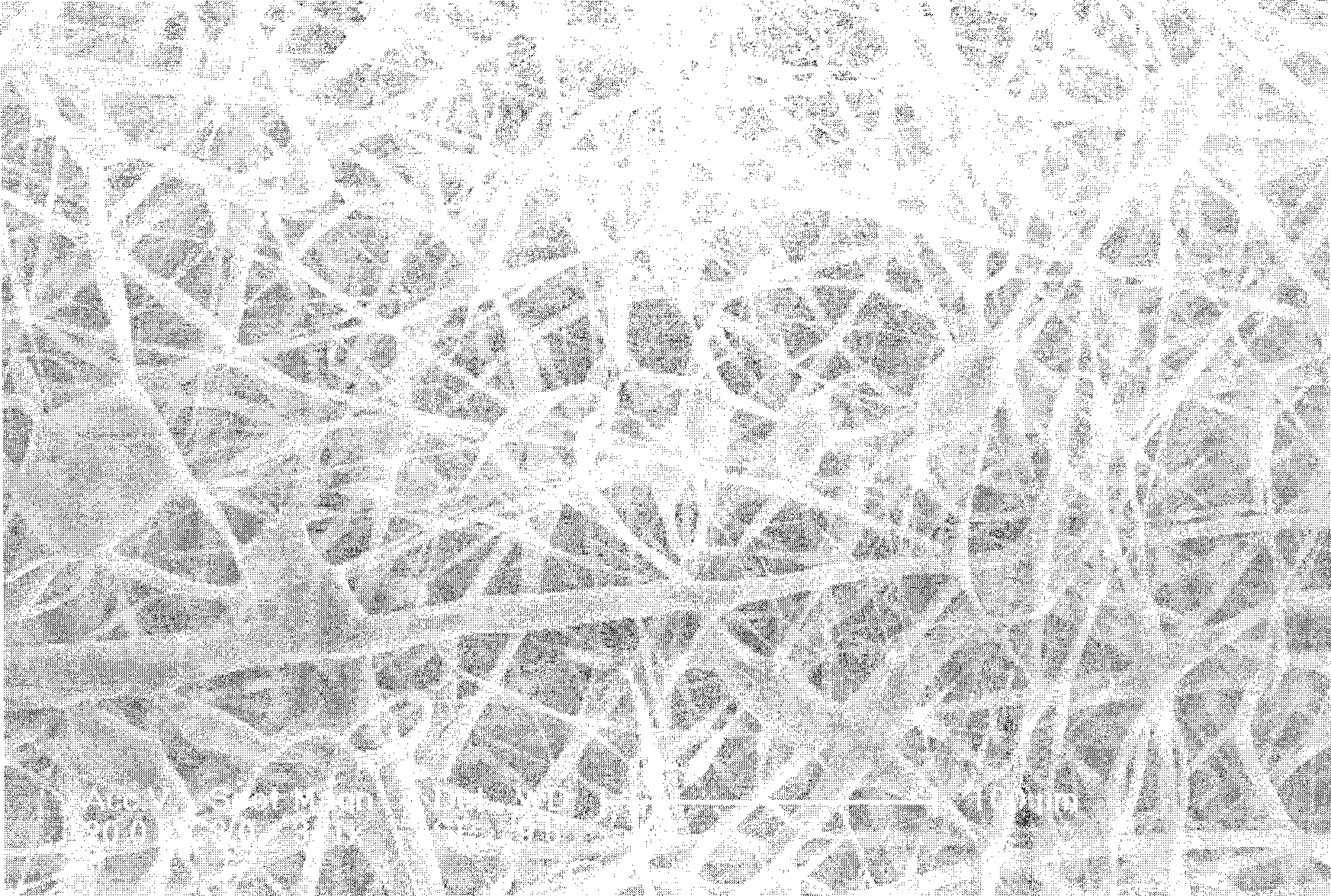 Biological absorbable polymer artificial dressing and preparation method