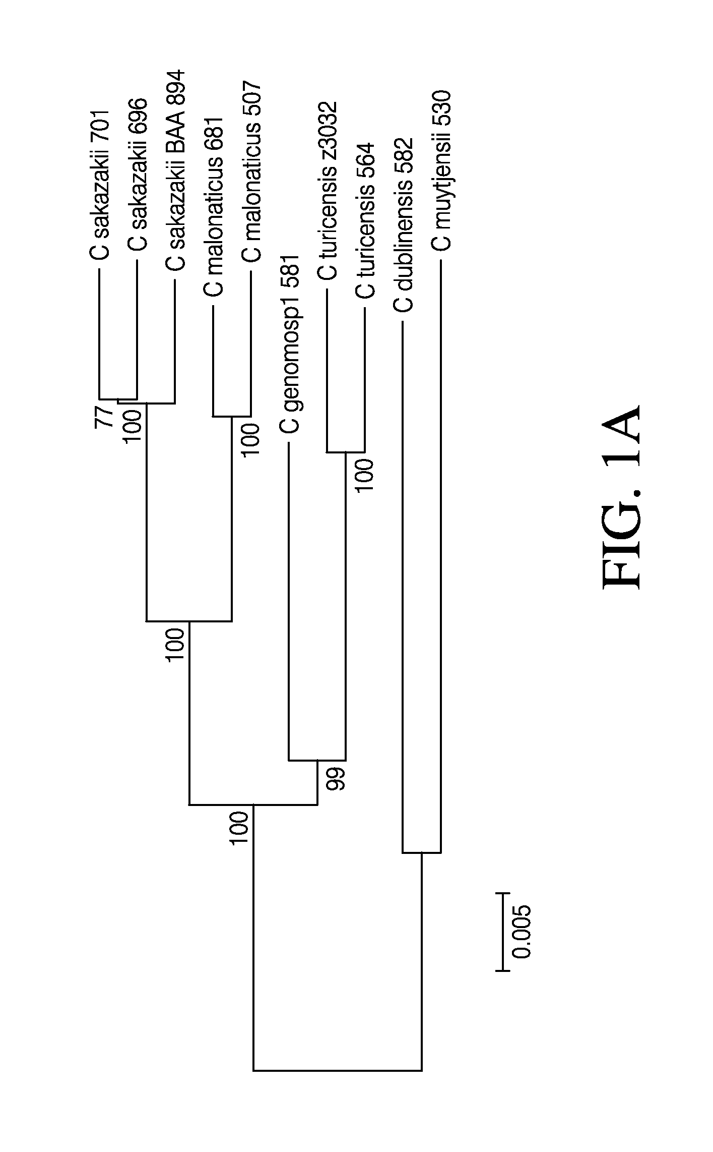 Compositions and methods for detection of cronobacter spp. and cronobacter species and strains