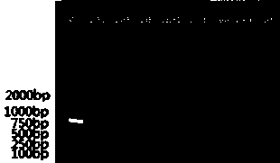 Nucleotide specific to Vibrio fluvialis O2, O4, O13, O15 and O18 and application thereof