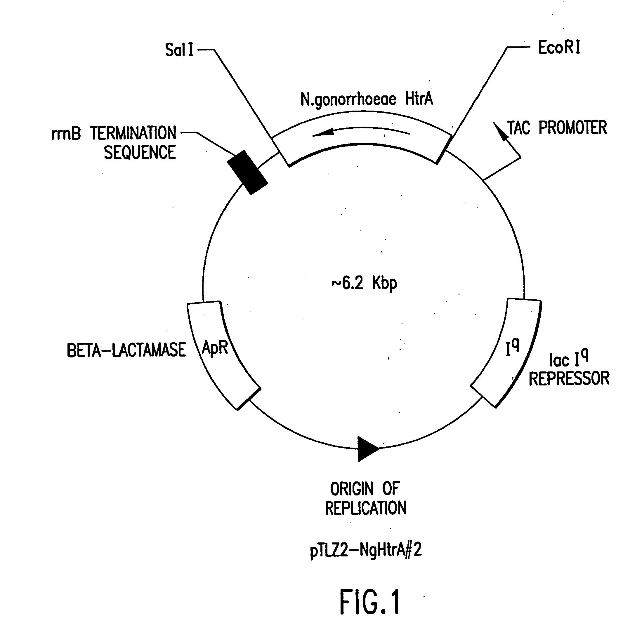 Neisseria spp. polypeptide, nucleic acid sequence and uses thereof