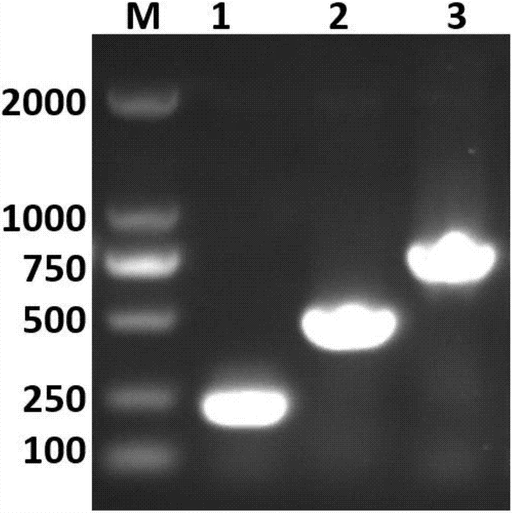 Multiplex PCR primer set, kit and method for simultaneous detection of three fish viruses