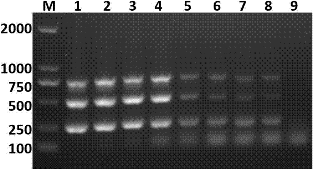 Multiplex PCR primer set, kit and method for simultaneous detection of three fish viruses