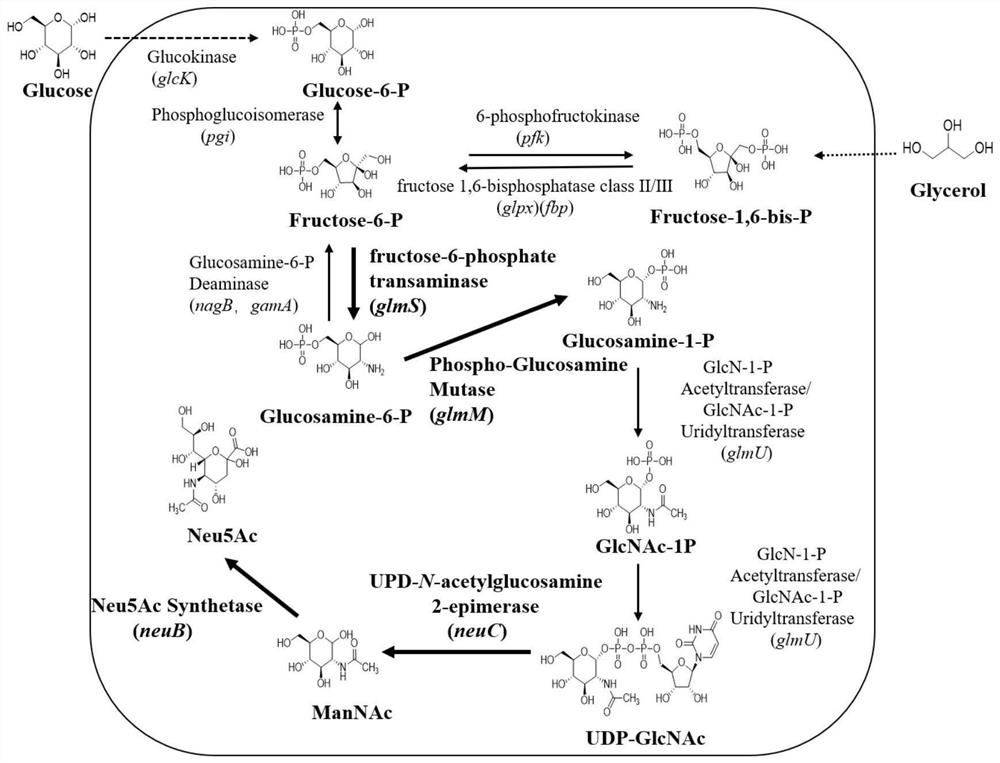 Recombinant bacillus subtilis with high yield of N-acetylneuraminic acid, and construction method and application of recombinant bacillus subtilis