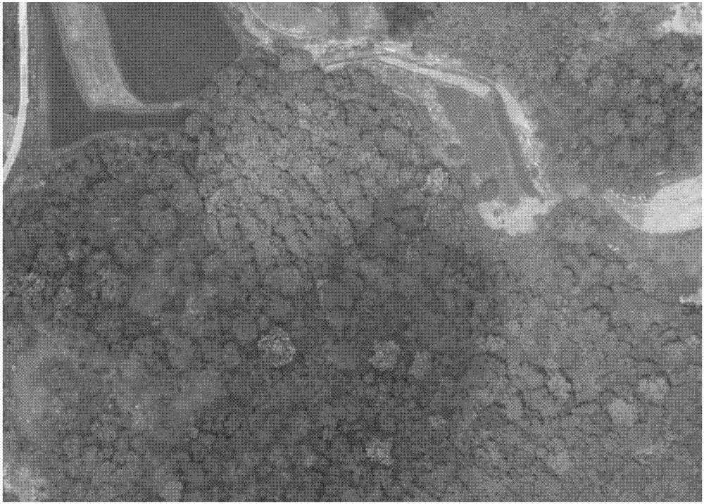 Method for quickly extracting tree heights jointly by aid of total-station instruments and unmanned aerial vehicle images
