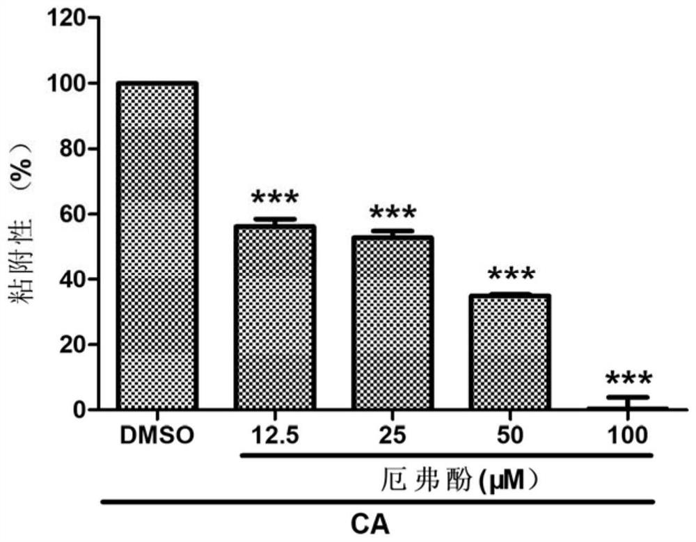 Application of ervophenol in preparation of anti-candida albicans drugs