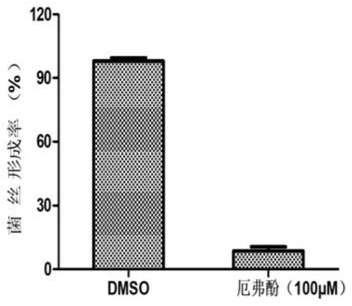 Application of ervophenol in preparation of anti-candida albicans drugs