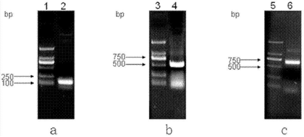 New porcine reproductive and respiratory syndrome virus ORF5 modified gene and application thereof