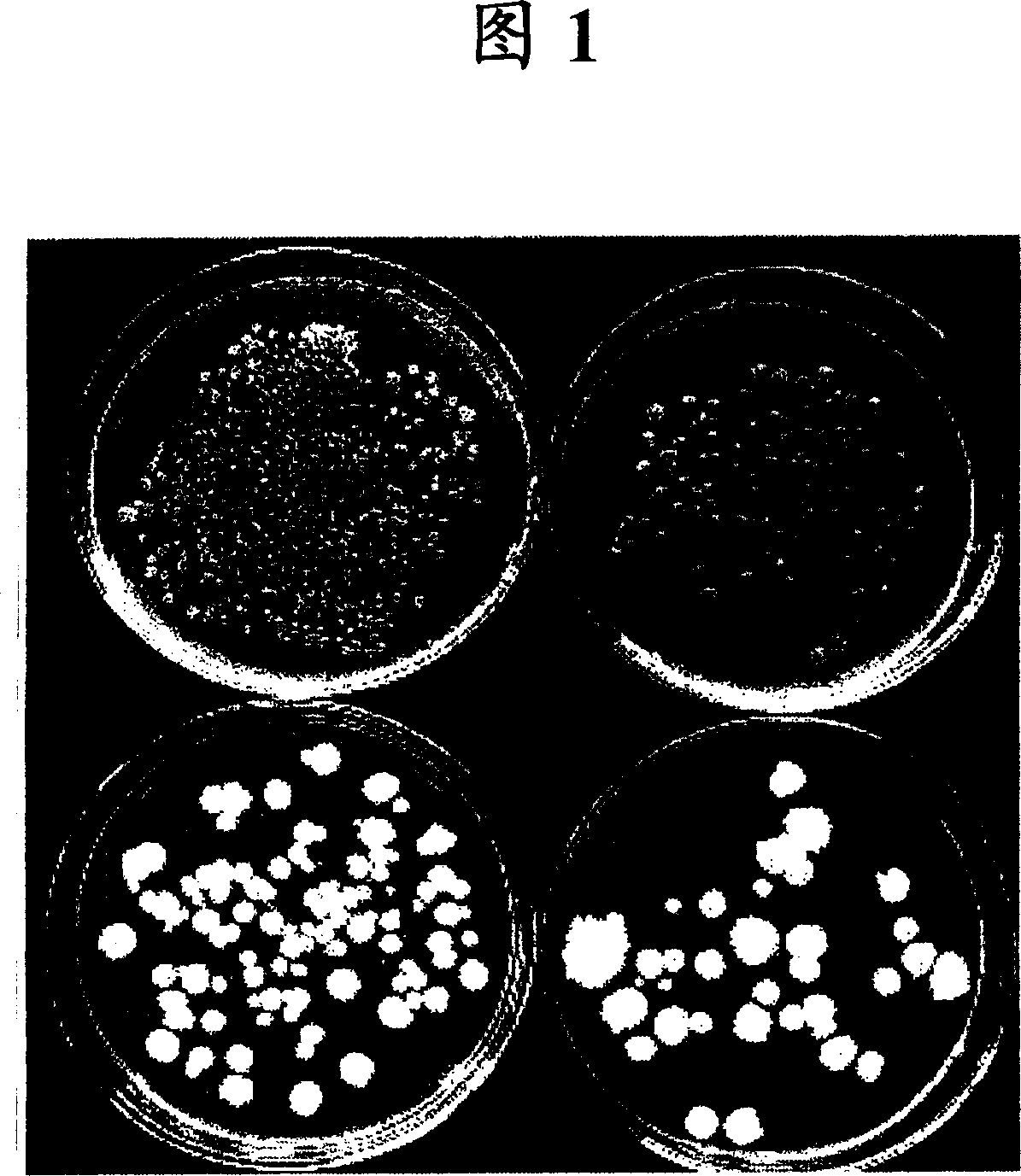 Method of controlling plant disease damage by using bacillus and controlling agent