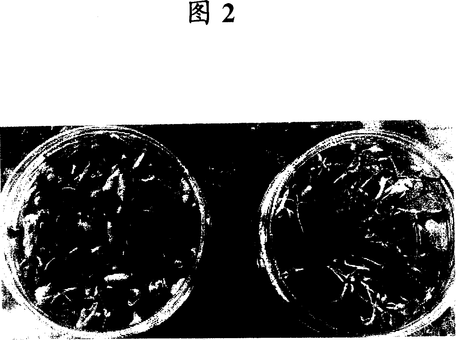 Method of controlling plant disease damage by using bacillus and controlling agent