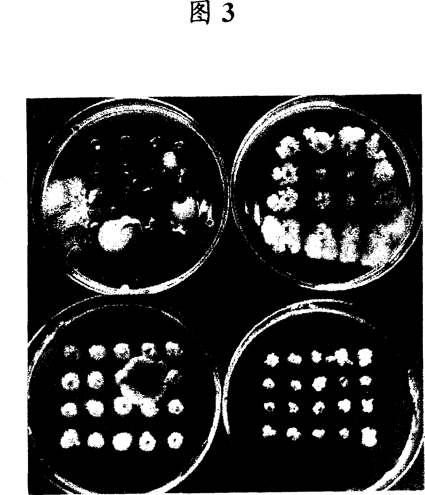 Method of controlling plant disease damage by using bacillus and controlling agent