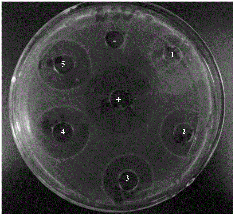 Application of Plectasiacin in Inhibiting Streptococcus agalactiae