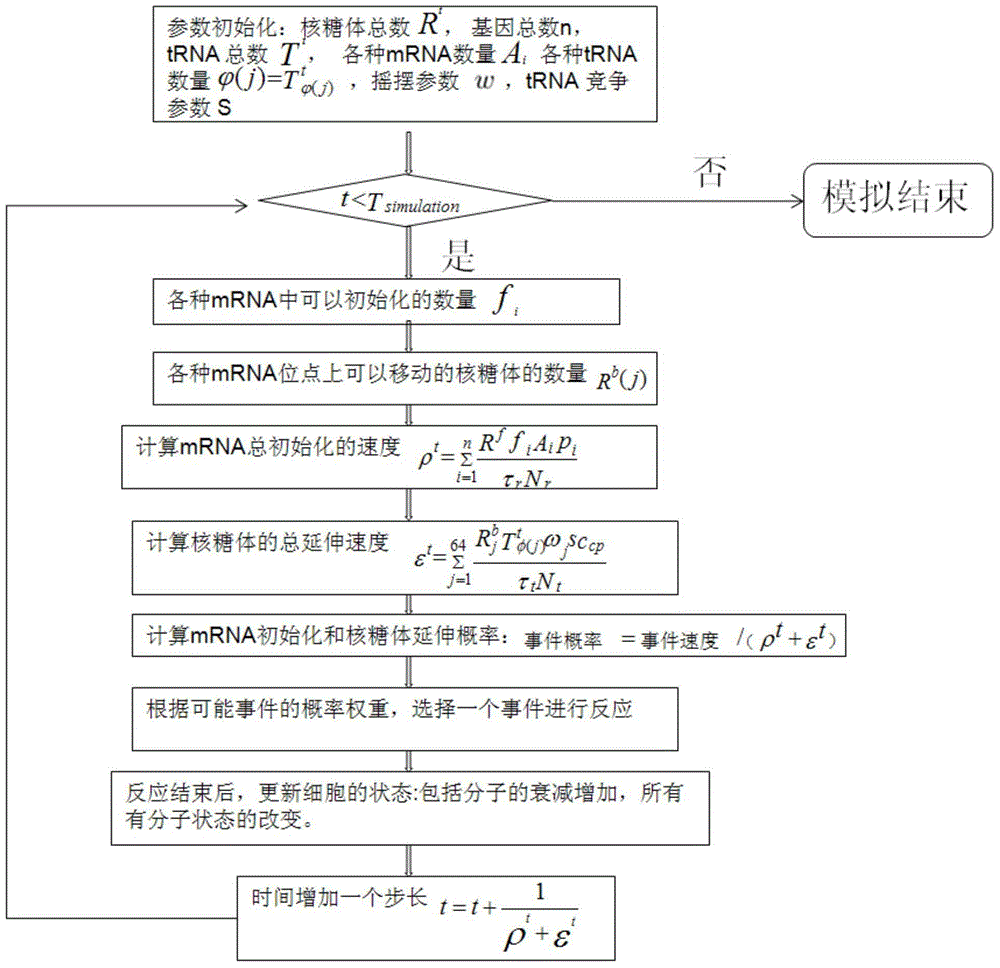 Cytogene translation process modeling method