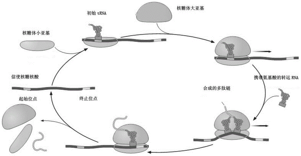 Cytogene translation process modeling method