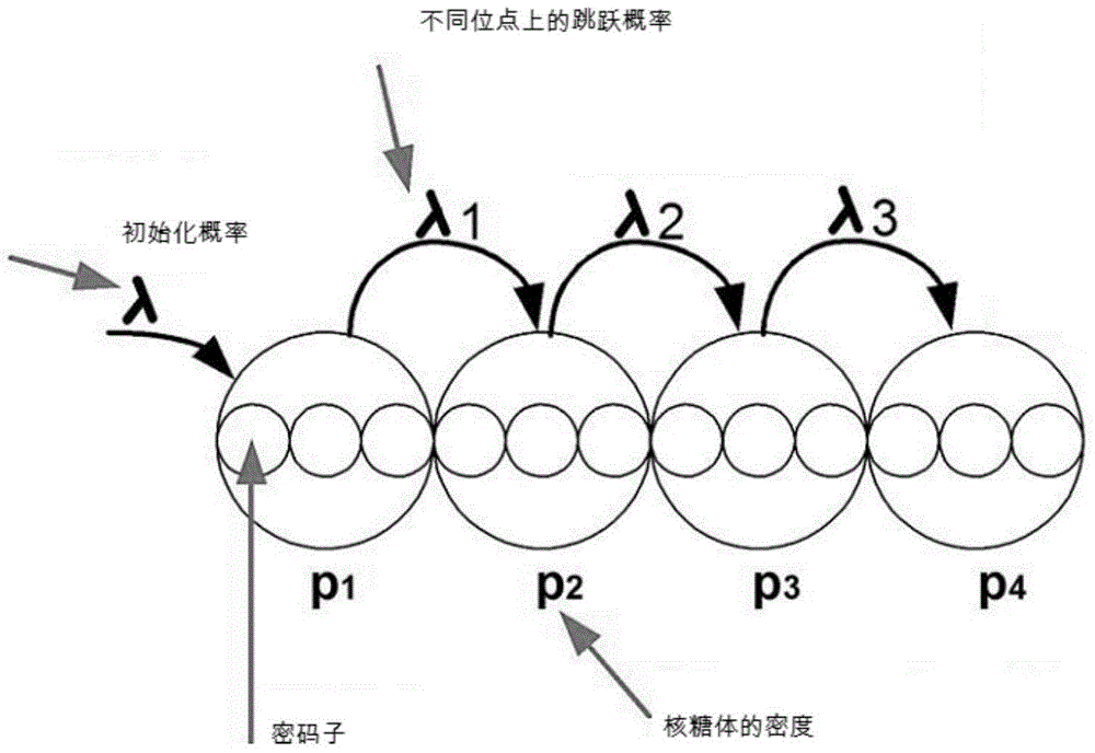 Cytogene translation process modeling method