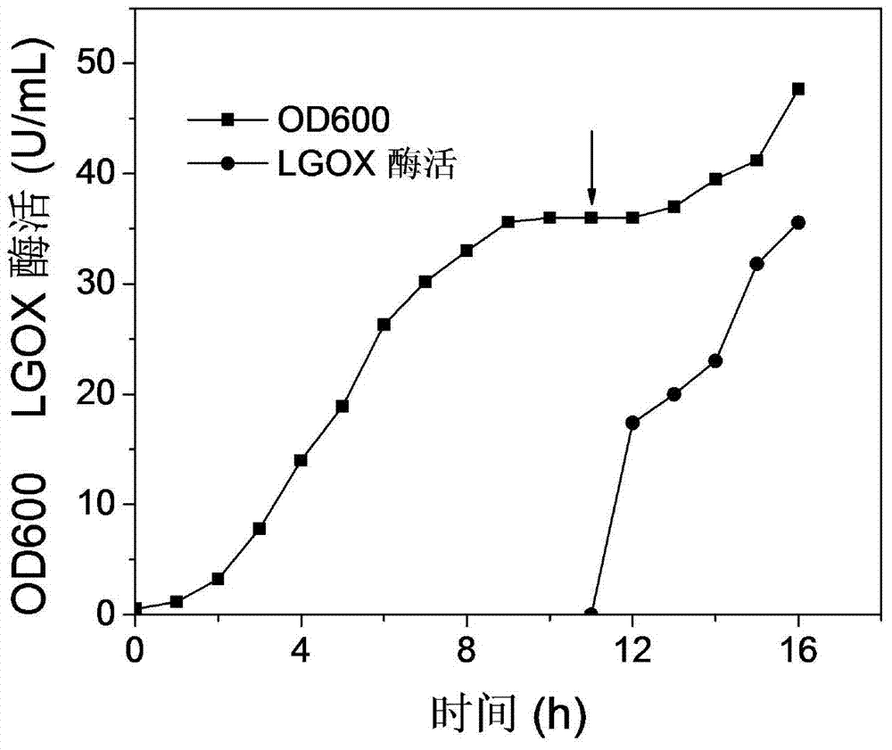 Method for efficiently producing L-glutamate oxidase