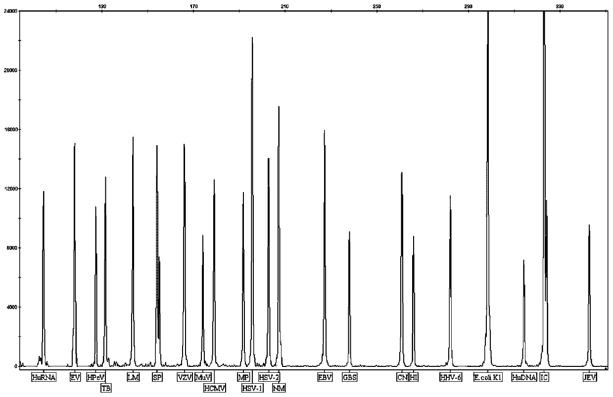 Kit and detection method for synchronously detecting 19 encephalitis and meningitis pathogens based on RT-PCR and capillary electrophoresis