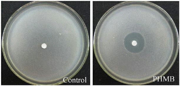 Application of polyhexamethylene guanidine in citrus sour rot prevention and treatment, and citrus antistaling agent containing polyhexamethylene guanidine