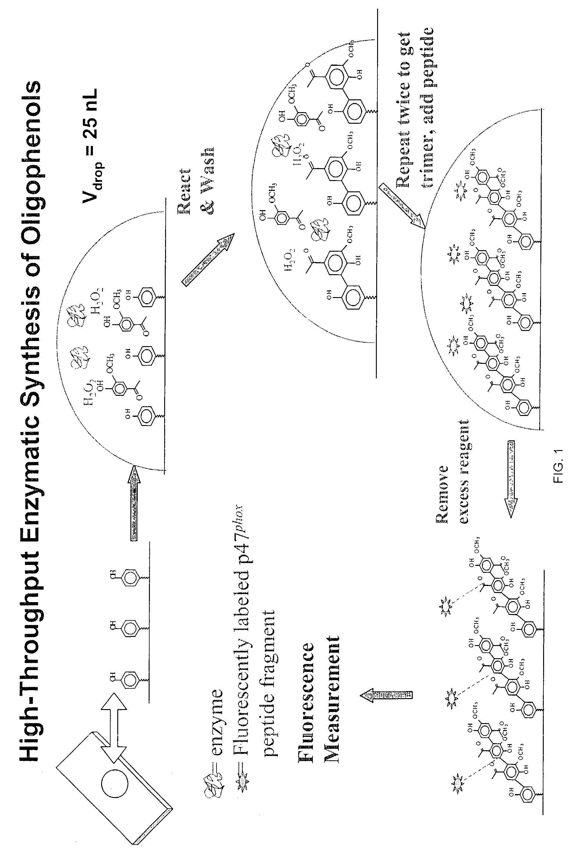 Solid-phase array-based biocatalytic transformations