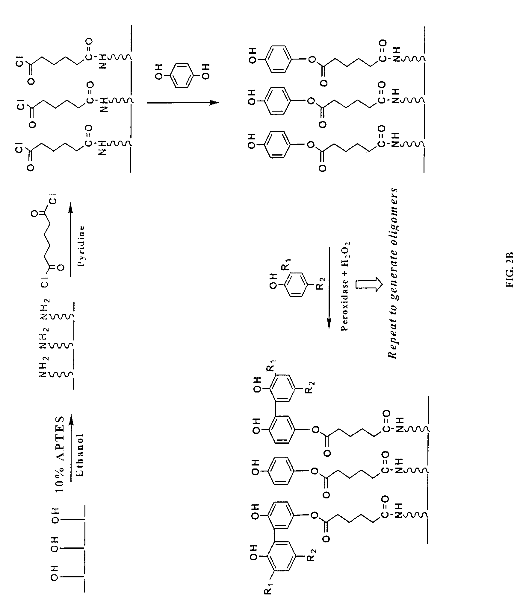 Solid-phase array-based biocatalytic transformations