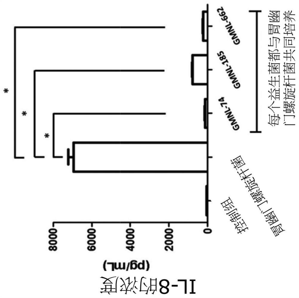 A lactic acid bacteria composition for inhibiting gastric Helicobacter pylori-induced gastritis and its application