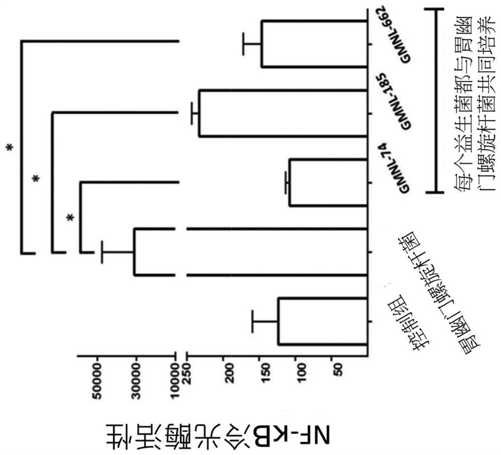 A lactic acid bacteria composition for inhibiting gastric Helicobacter pylori-induced gastritis and its application