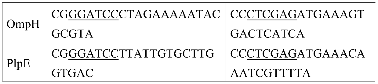 Subunit vaccine, and preparation method and application thereof