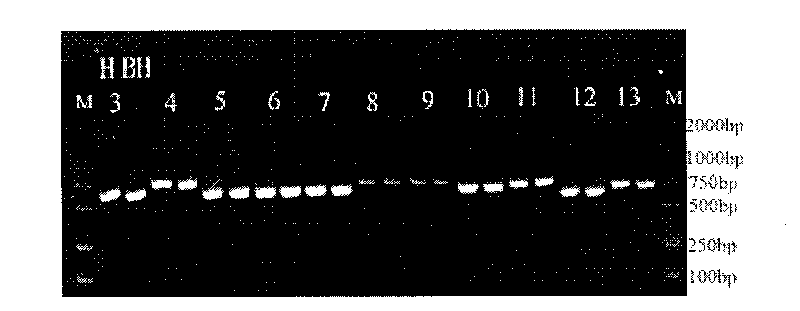 Mitochondrion complete genome sequence of hucho taimen and amplification primers thereof