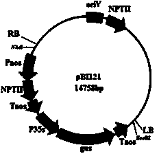 Ti plasmid aspergillus niger gene replacement expression vector and application thereof