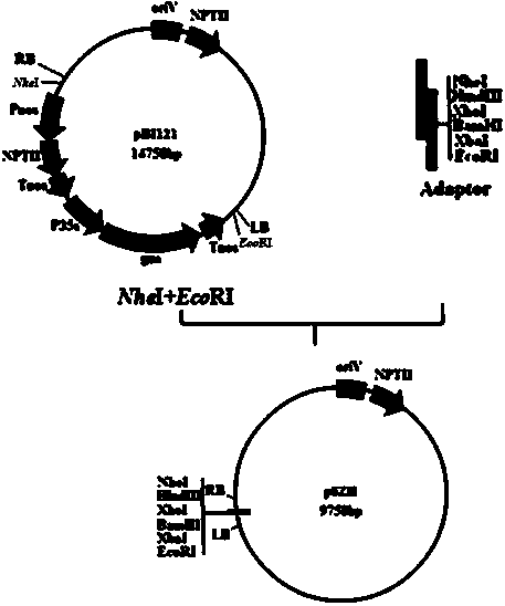 Ti plasmid aspergillus niger gene replacement expression vector and application thereof