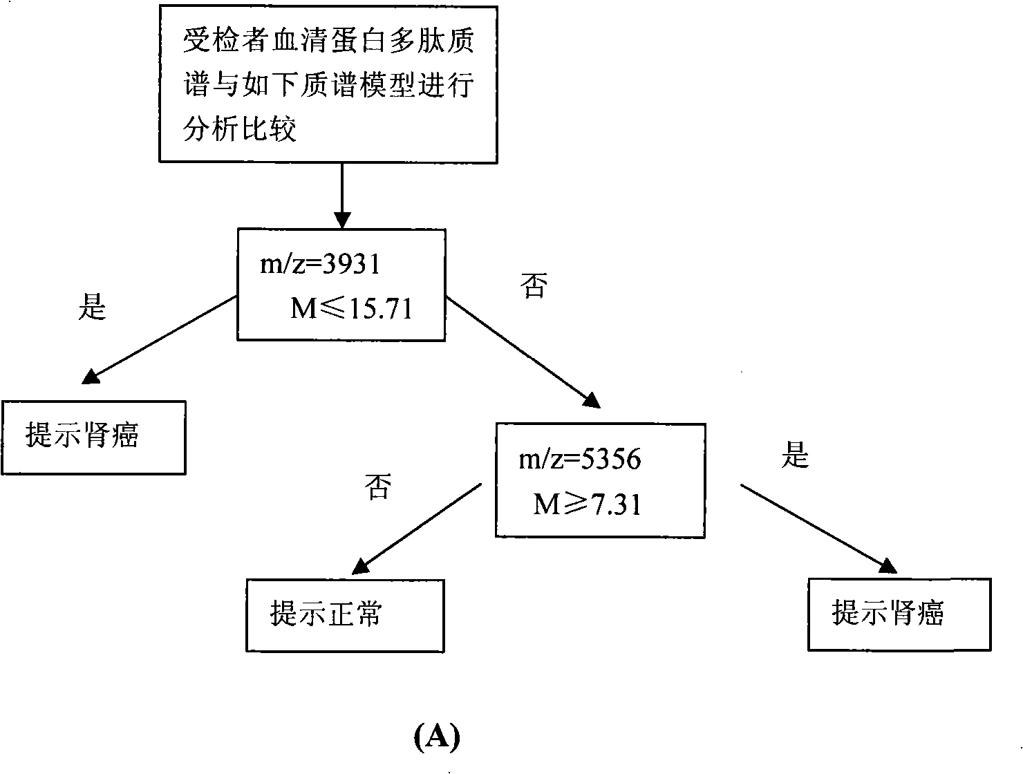 Optimizing mass spectrogram model for detecting kidney cancer characteristic protein and preparation method and application thereof