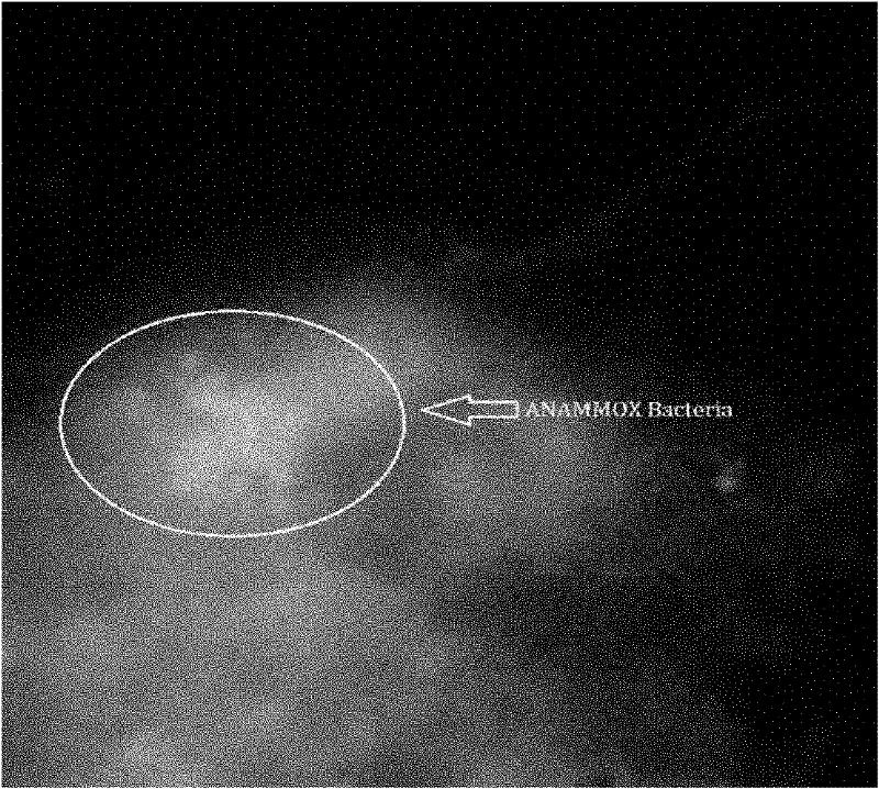 Method for enriching and culturing anaerobic ammonia oxidizing bacteria by using membrane bioreactor