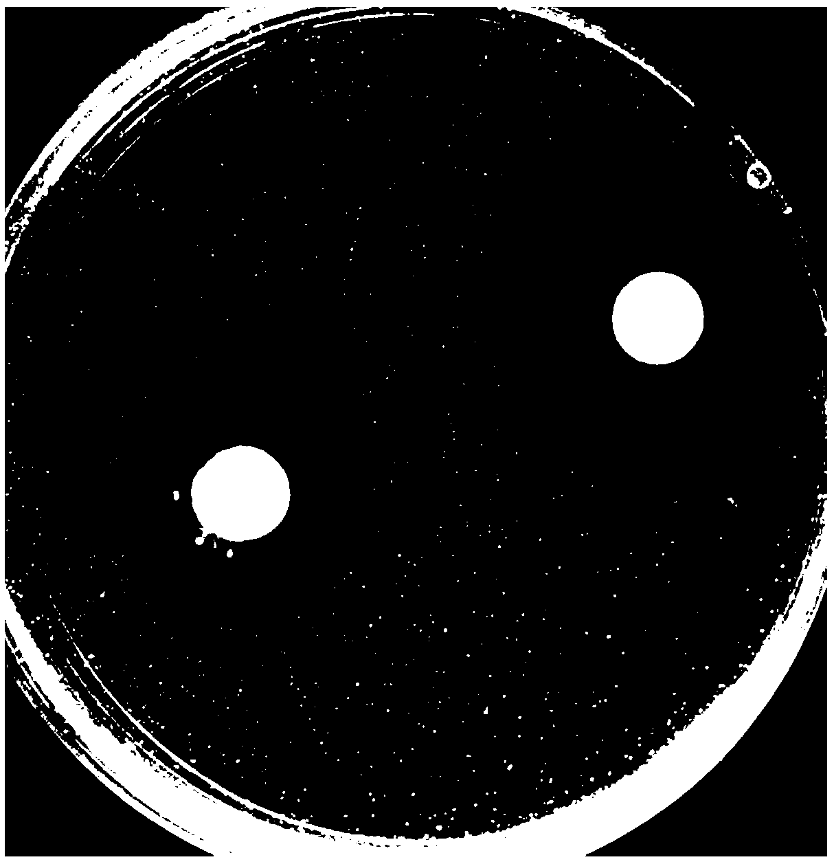 Lactobacillus composition and application thereof