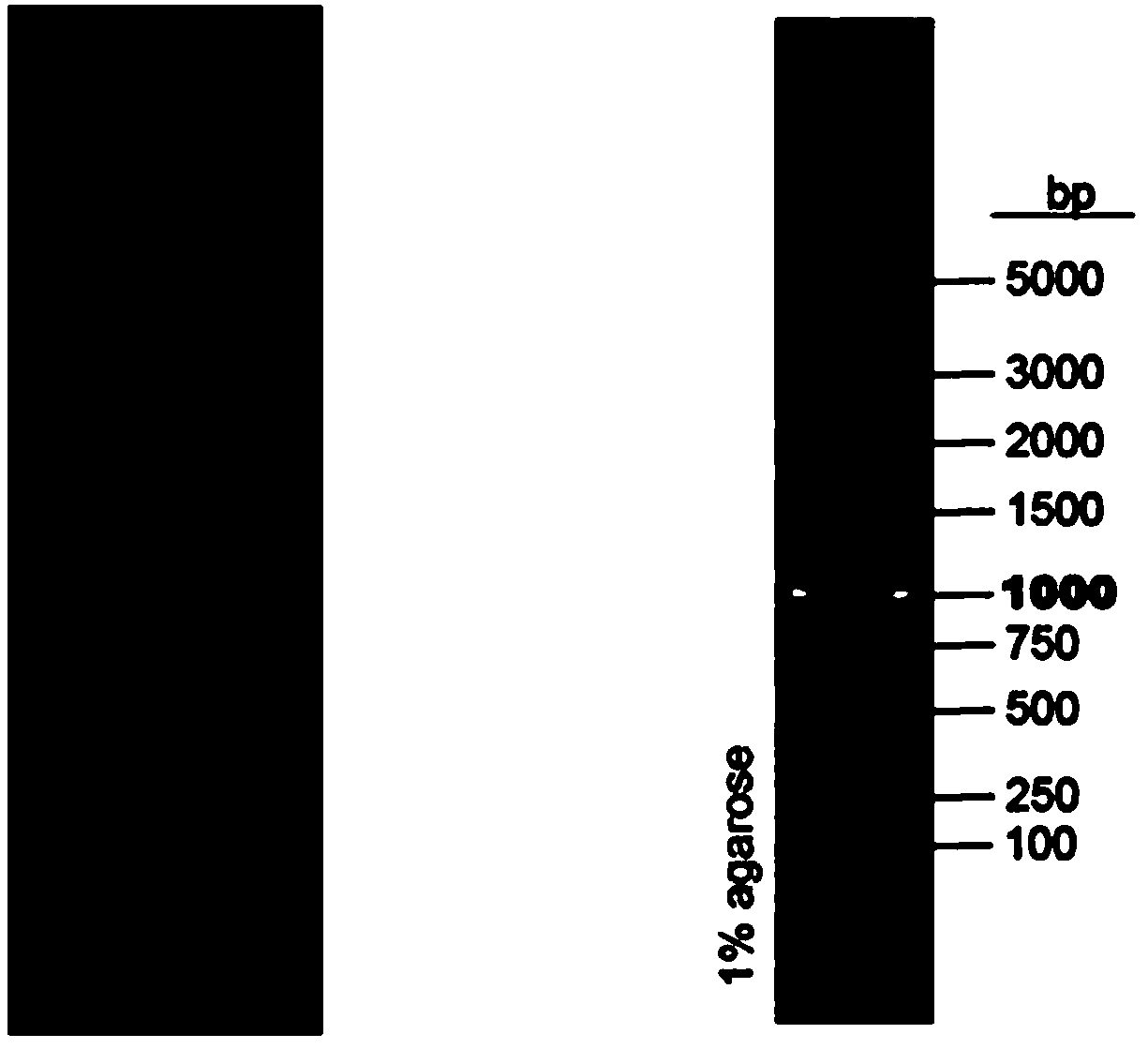 Lactobacillus composition and application thereof