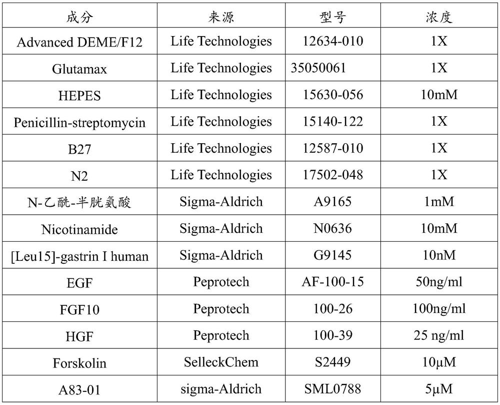 Culture method for screening tumor organoids based on P53 mutation