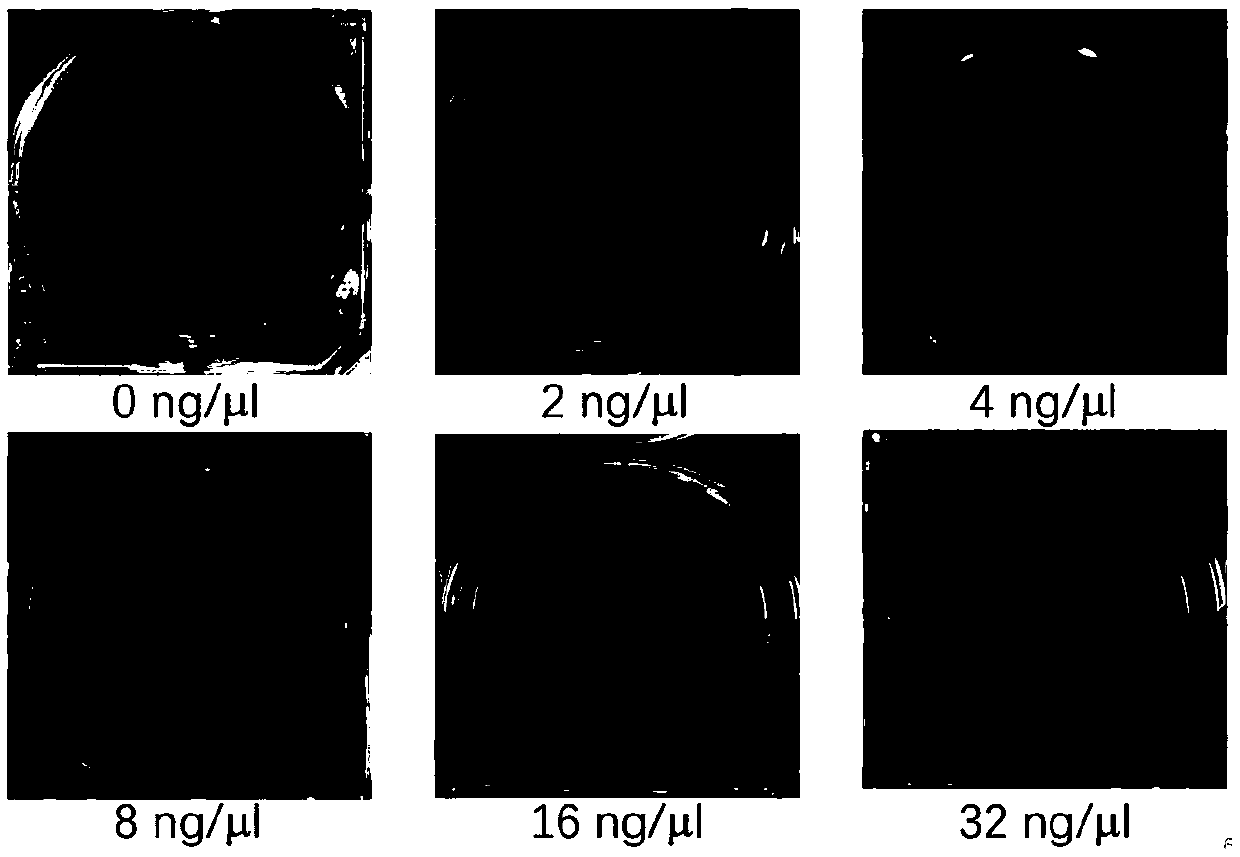 Angstrom silver oral liquid and preparation method and application in gastric cancer treatment thereof