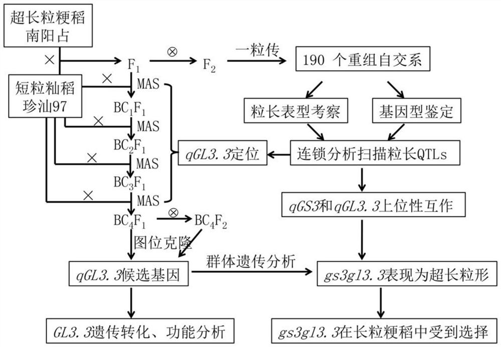 Breeding method of super long-grain rice