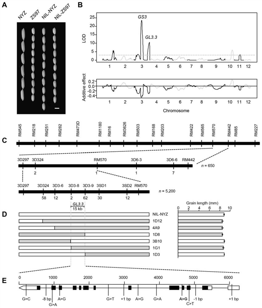 Breeding method of super long-grain rice