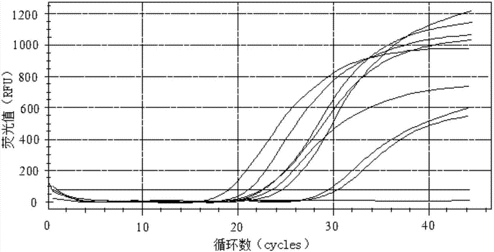 Primers, probe and kit used for detecting JC viruses (JCVs)