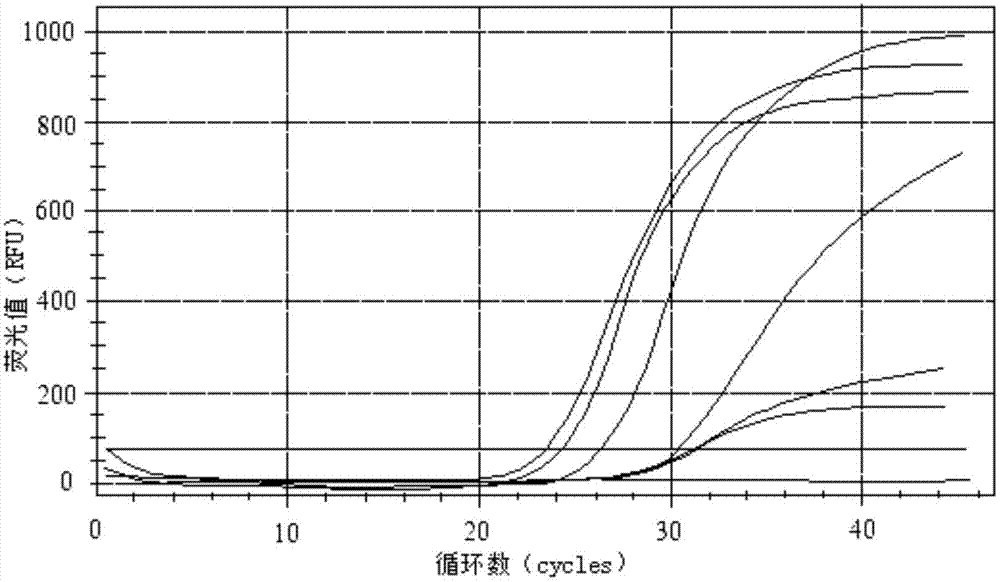 Primers, probe and kit used for detecting JC viruses (JCVs)