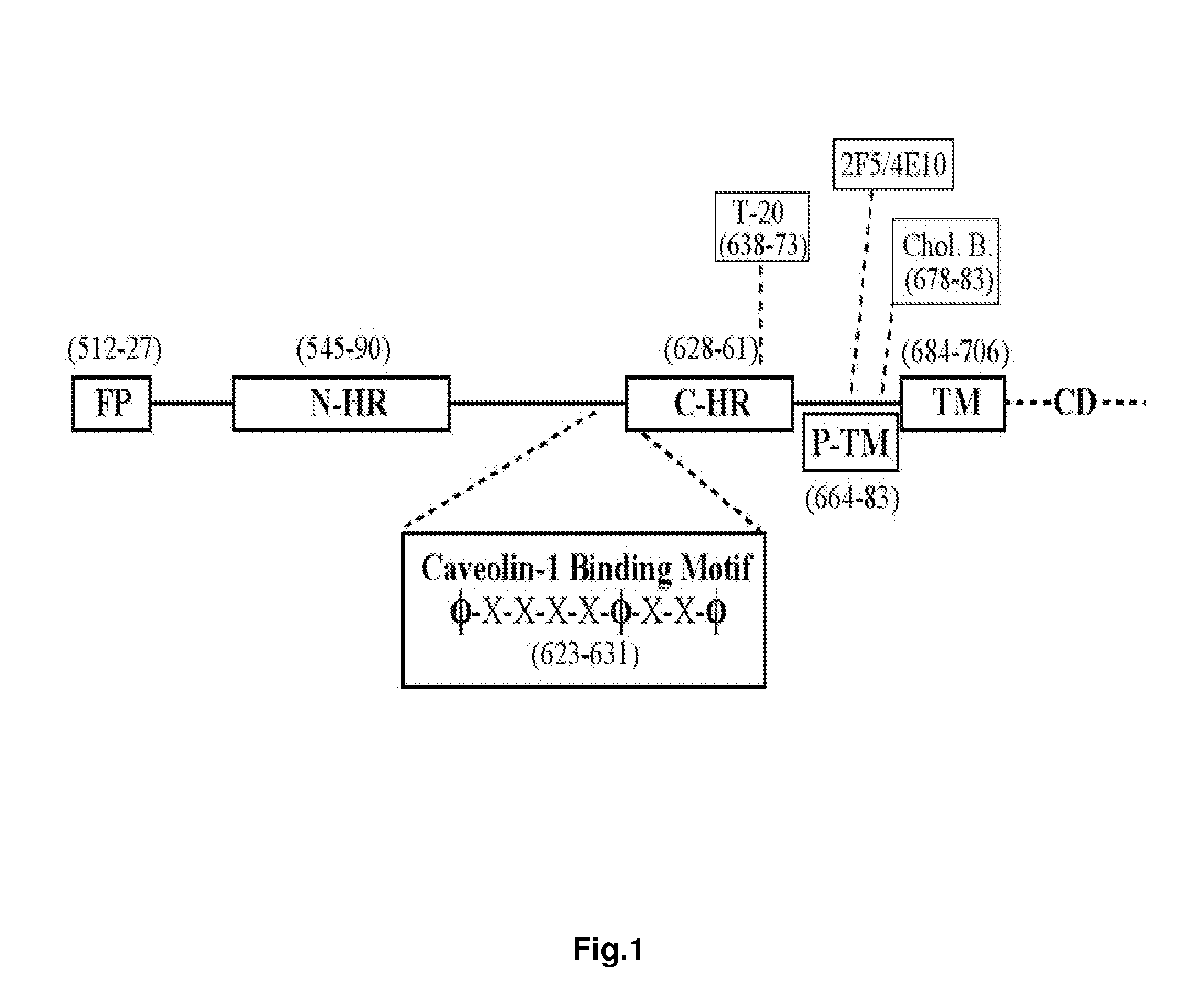 Synthetic peptides corresponding to overlapping neutralizing determinants in the CBD1 epitope induce broadly neutralizing antibodies