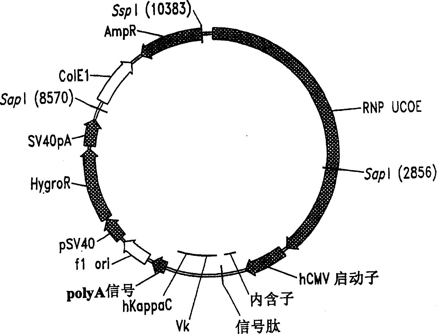 COmpositions and methods for high-level, large-scale production of recombinant proteins