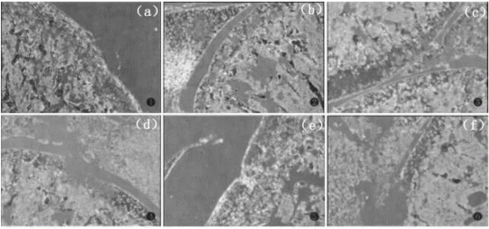 Miao medicine preparation for treating osteoarticular diseases and preparation method and application thereof