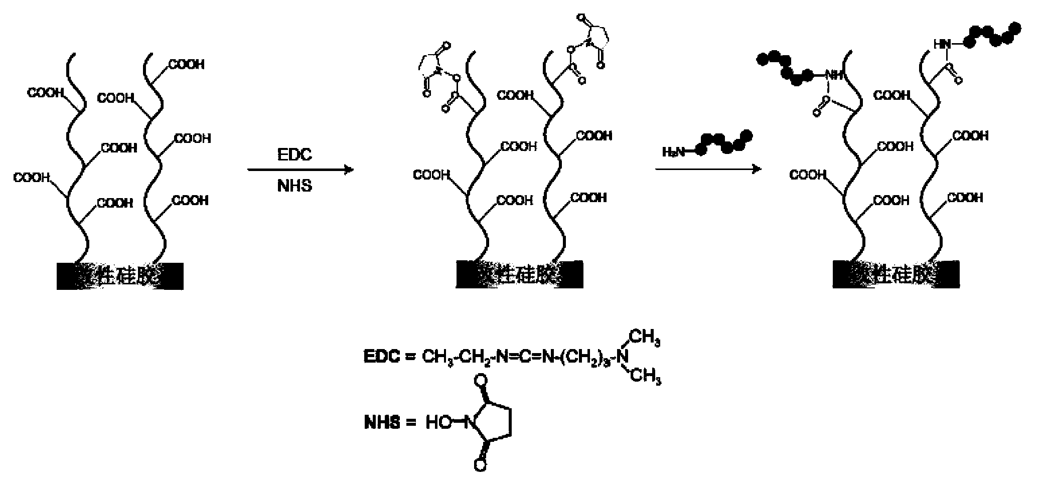 Polypeptide, detector containing the polypeptide, and detection kit containing the polypeptide