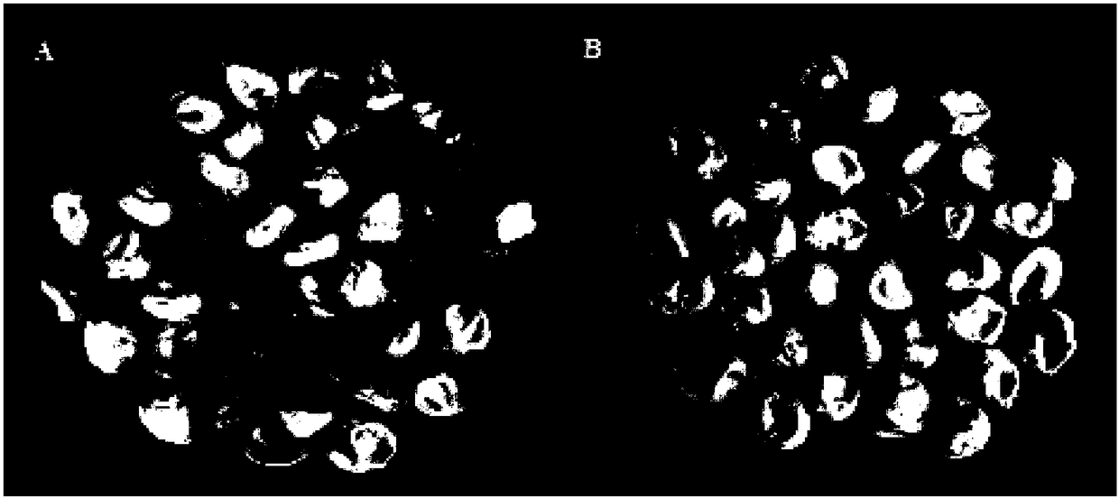 Opaque2 gene mutation site in Zheng 58/opaque2 near-isogenic line and application thereof