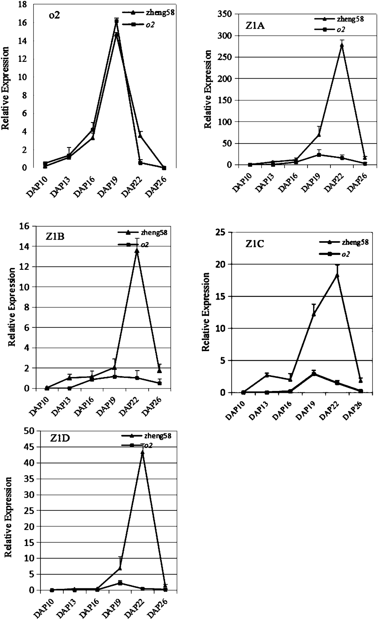 Opaque2 gene mutation site in Zheng 58/opaque2 near-isogenic line and application thereof